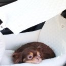 에브리데이 펫 이미지