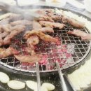 갈매기먹짱 이미지