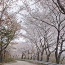 번암초등학교 동화분교 | 장수 번암 동화댐 벚꽃길, 나무 터널 걷기, 달리기 코스