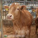 형우농장 네이버블로그