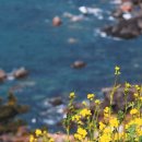 유채와바다 이미지