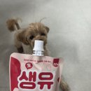 댕장고 | 댕장고 필수템 강아지우유 생유베리마치 후기