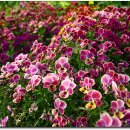 네잎클로버 이미지