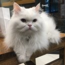 일마레 동물 메디컬 센터 이미지