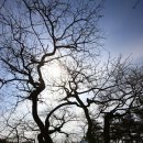 창원 인곡리 모과나무 이미지