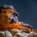 TEAM WILD WOLF 이미지