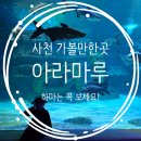 하마볼 | 사천 가볼만한곳 : 아라마루 아쿠아리움 할인 주차 하마 내돈내산 리얼후기