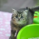 둔산동물병원 이미지