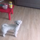 콩이카센타 이미지