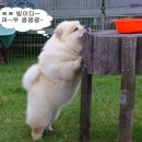 슈슈 이미지