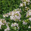 애플민트 이미지