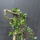 고운신발