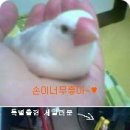뽀솜이