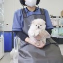 더독스 강아지분양 서울 이미지