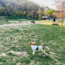 동백 숲속애견랜드 이미지