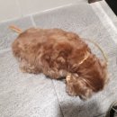 스카이동물병원 이미지