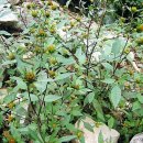 도깨비풀 이미지