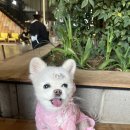 우리애견(멍멍이이발소) | 경북✧ 최대 규모 수영장 무료이용 가능한 대구근교애견카페 컴페니언 방문 후기