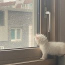 스윗두