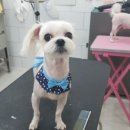 개멋지냥 이미지