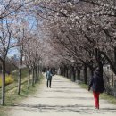 대구 동촌유원지(東村遊園地)의 봄 (1) 이미지