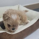 으라차차멍 이미지