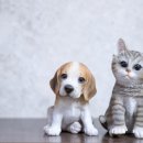 강아지와고양이 네이버블로그