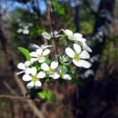 덕고개주유소 이미지