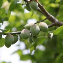 청포농장 이미지