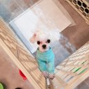 리리네 펫살롱 이미지