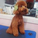 하쿠애견샵 이미지