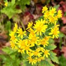 설악의 허파 이미지