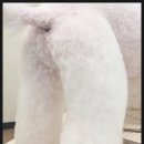 까까오 dog 이미지