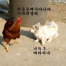 촌닭