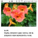 능소화 전설~양반꽃 이미지