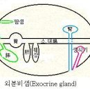 외분비샘과 금-중심오행 이미지