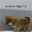 버디독 강아지분양 안심분양센터 김포점 | 버디독 강아지분양 안심분양센터 김포점 통해 살펴보는 김포강아지분양 시 고려할 환경 조성과 초보...