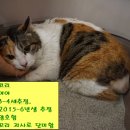 코리