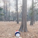피라고이불