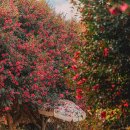 부산 쇠미 산자락 물들이는 붉은 동백꽃 이미지