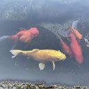 수목원생활온천 앞 이미지