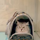 이쁘냥 고양이 미용실 이미지