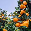 대광청과 이미지