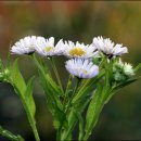 아침이슬 이미지