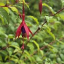 개도널사랑해 이미지