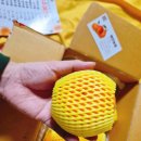 달콤농원 | 제주천혜향 달콤함 가득🍊 예찬농원 천혜향 1kg 리얼 후기