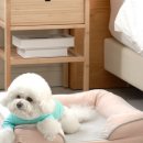 도그시티 이미지