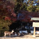 건강나라사슴목장 | 당일 버스 투어 추천 1탄 |투어비스 라쿠투어 교토 나라 사슴공원 동대사 입장료 이용시간 후기 내돈내산