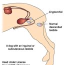 정겨운동물병원 이미지
