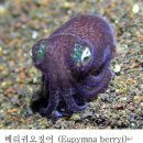 연체동물 - 두족綱 - 갑오징어目 - 귀오징어科 - 귀오징어 이미지